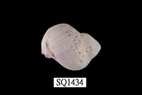 藏品(紫口珊瑚螺)的圖片